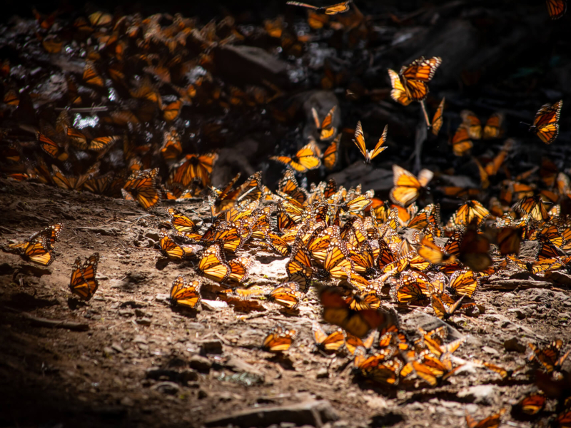 Mariposa Monarca