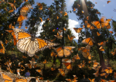 Mariposa Monarca: Talleres artesanales