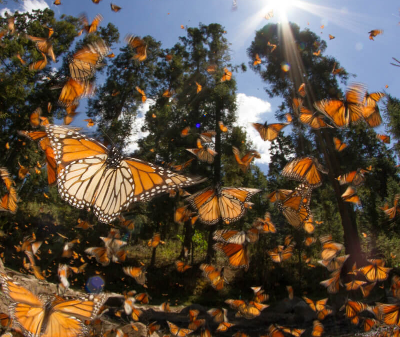 Mariposa Monarca: Talleres artesanales