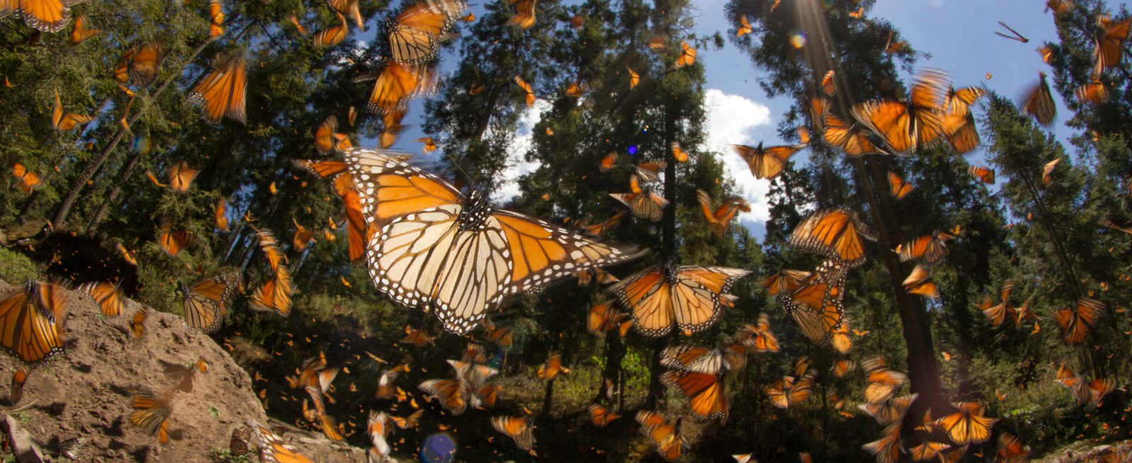 Tour escolar mariposa monarca