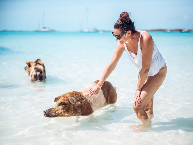 Pig Beach