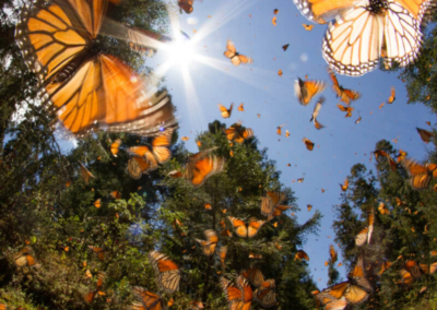 Mariposa Monarca: Tlalpujahua + Museo mina dos estrellas