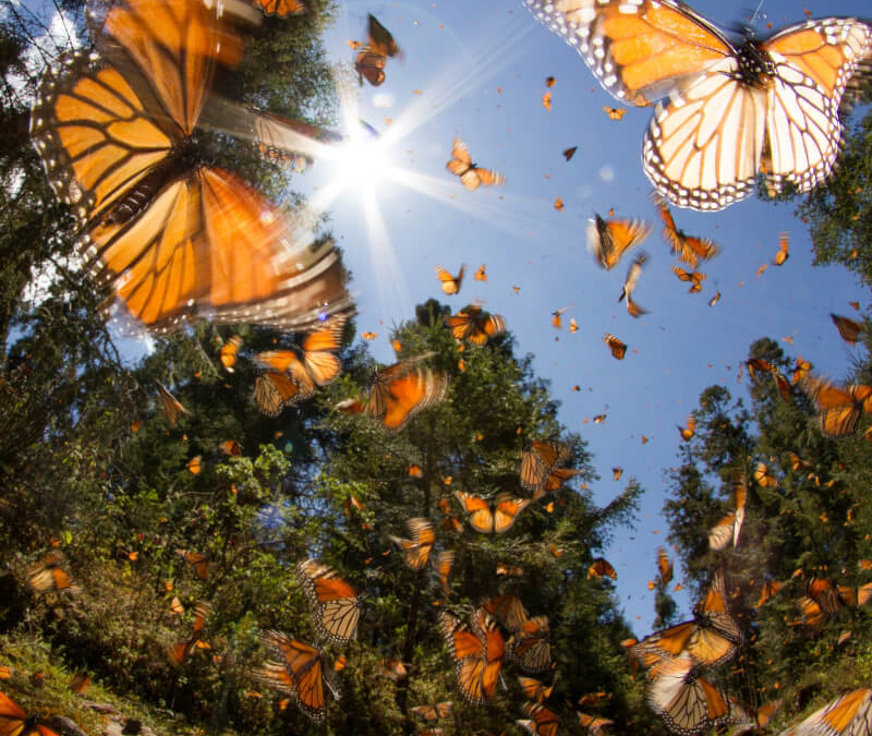 Mariposa Monarca: Tlalpujahua + Museo mina dos estrellas