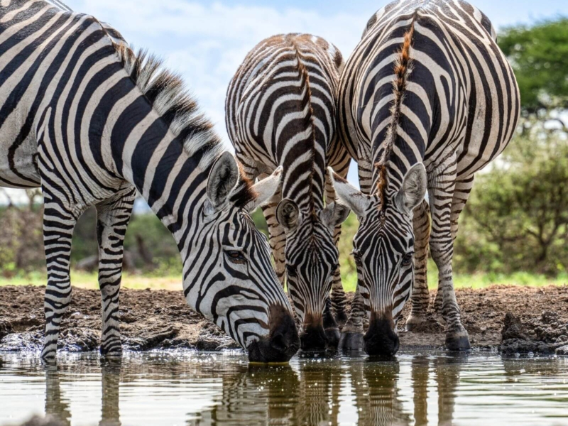 Africam Safari y Cholula: Aventura Salvaje y Encanto Cultural