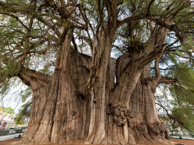 Tour del Mezcal y Tradición Oaxaqueña